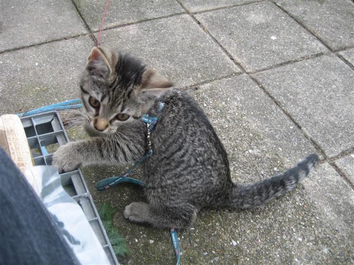 Huskat Toulouse billede 3