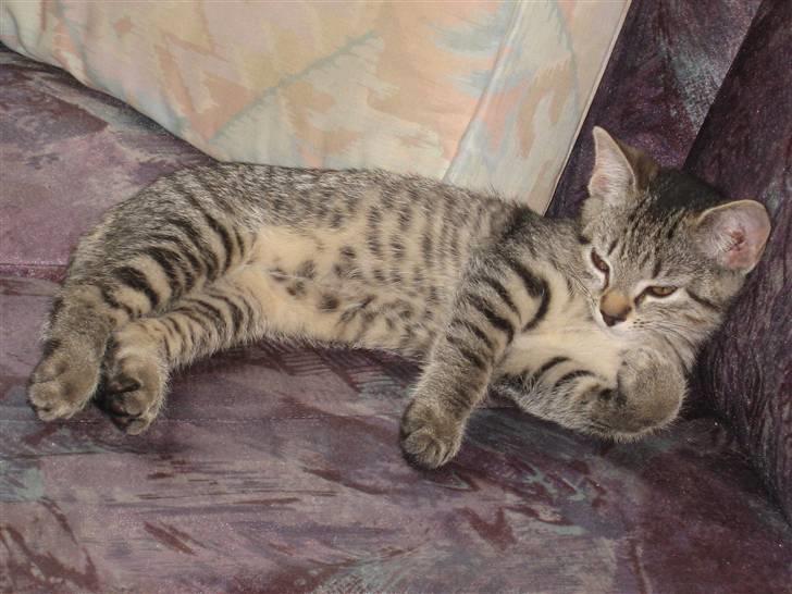 Huskat Toulouse - Soves skal der også  billede 4