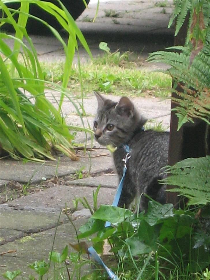 Huskat Toulouse - Én af de første gange hun var ude (Derfor hun har sele på) billede 6