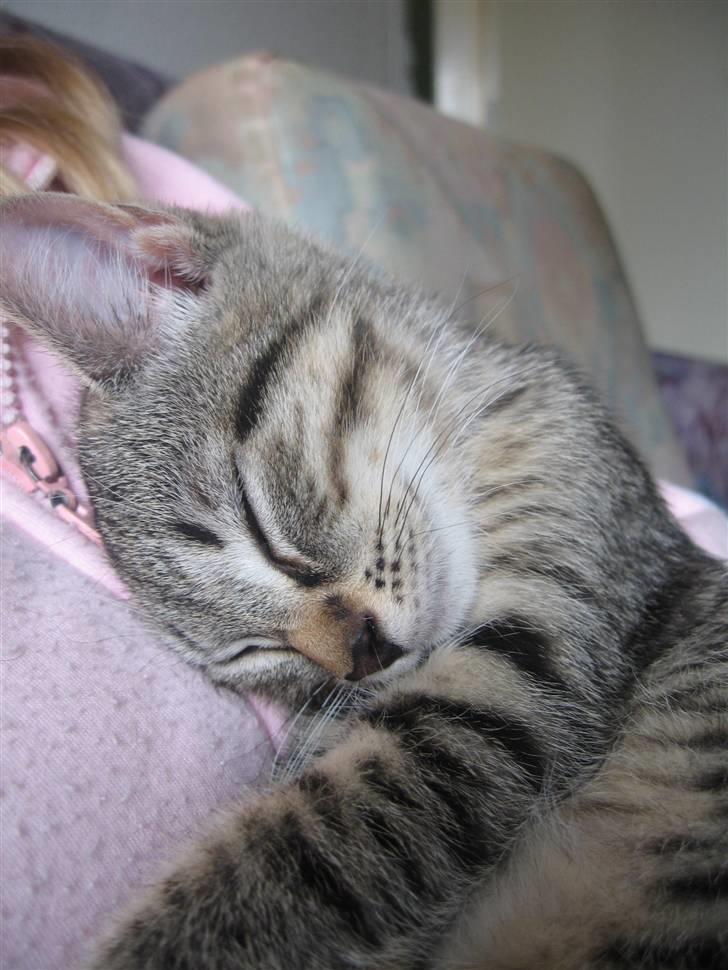 Huskat Toulouse - Mig højt elskede Toulouse der får sig en lur os mig billede 7