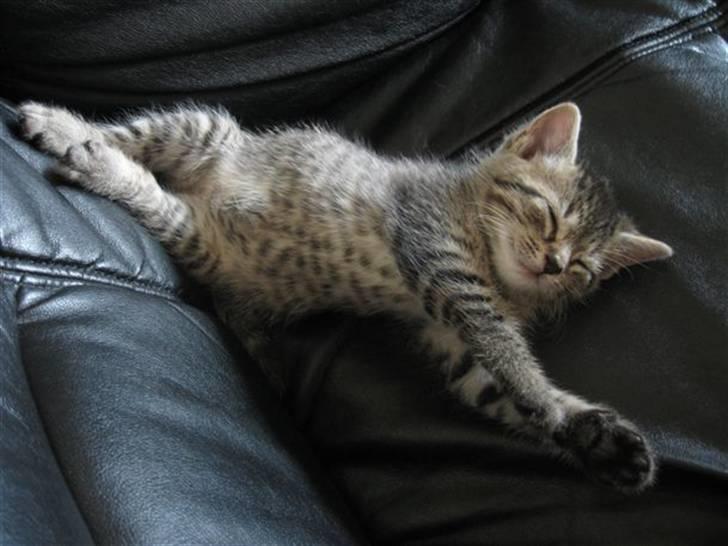 Huskat Toulouse - Så blev hun stor nok til at kunne komme op i sofaen og sove :D billede 8