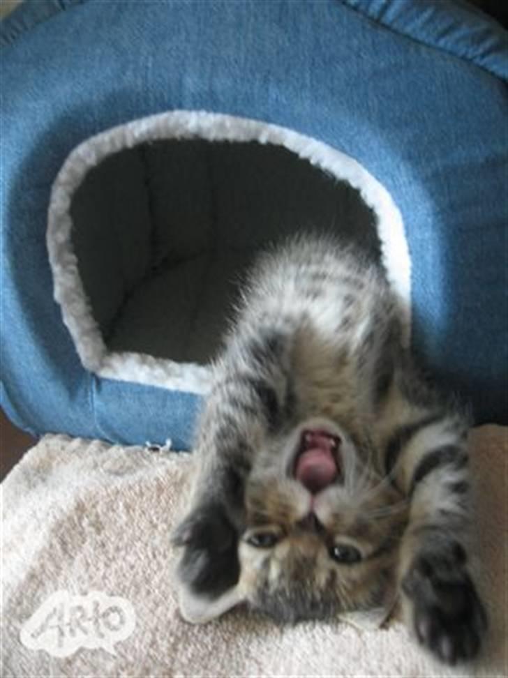 Huskat Toulouse - Det bedste billed af toulouse... De viser hvilken personlighed hun har !  billede 9