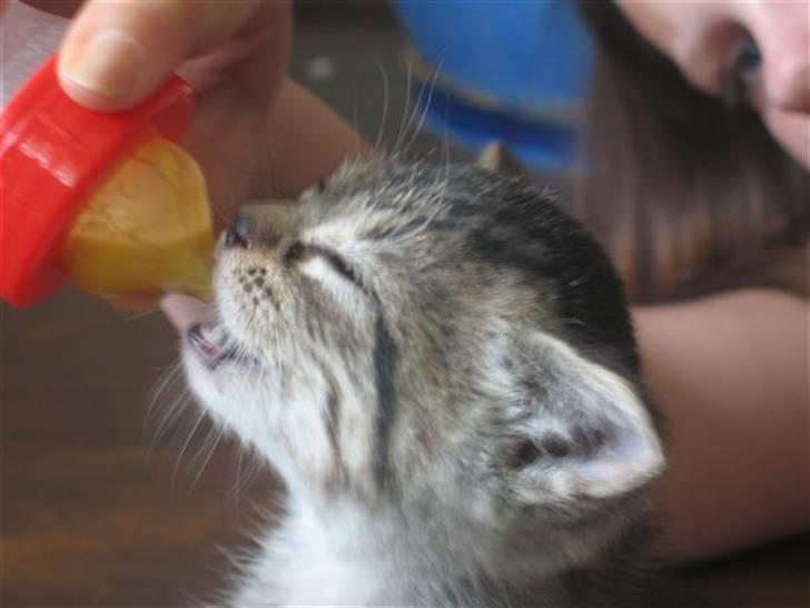 Huskat Toulouse - Da Toulouse ikk var mere end 4 uger da vi fik hende måtte vi jo opfostre hende selv !! billede 10