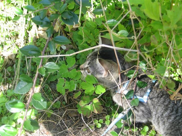 Huskat Toulouse - Nu når man må komme ud skal alt jo undersøges billede 11