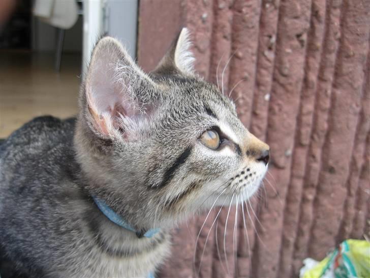 Huskat Toulouse - Smuk er hun da helt bestemt billede 12