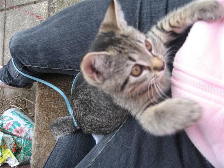 Huskat Toulouse - Så skal jeg lige bankes lidt ;P billede 13