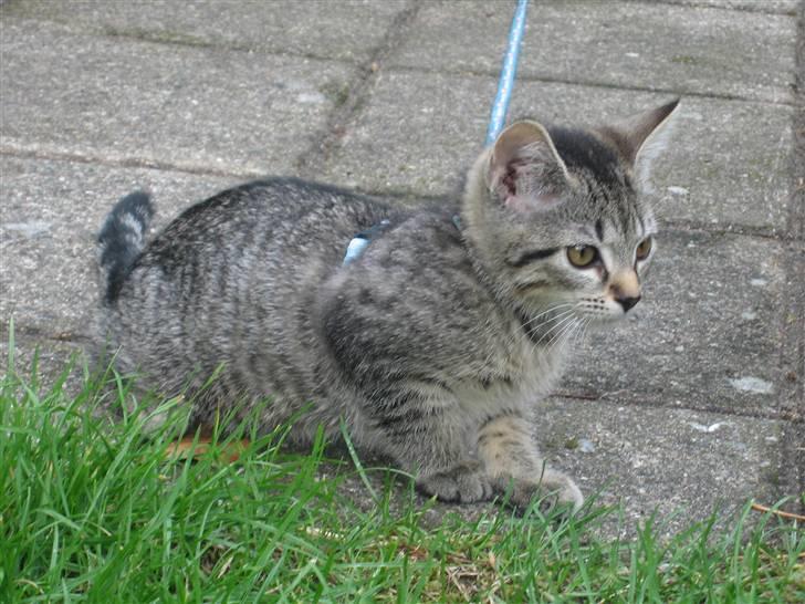 Huskat Toulouse billede 14