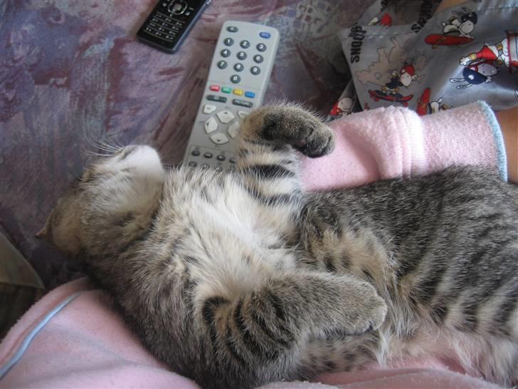 Huskat Toulouse - Sove kan hun.. og hun bemærker bestemt ikk hun er ved at falde ned billede 15