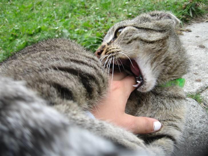 Huskat Toulouse - Mig og min dræberkat :) D. 19/7-08 billede 16