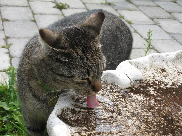 Huskat Toulouse - Toulouse der drikker af fuglenes vandkar :) billede 17