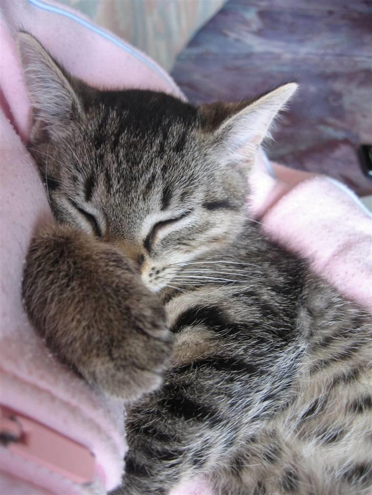 Huskat Toulouse billede 18