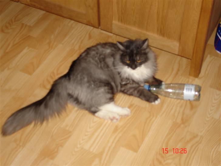 Maine Coon Taz (død) billede 14