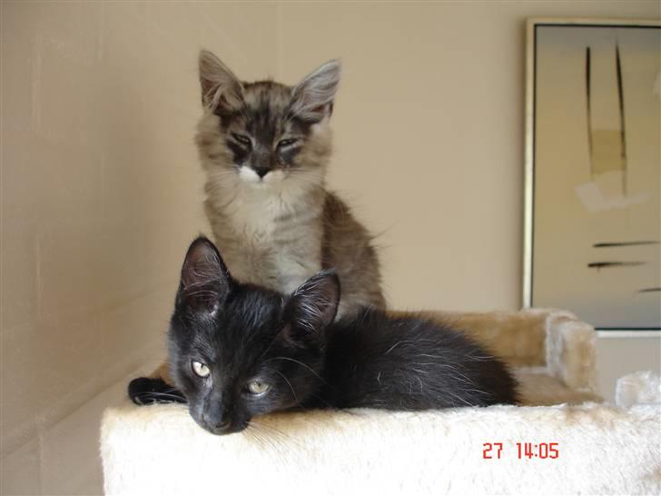 Maine Coon Taz (død) billede 15