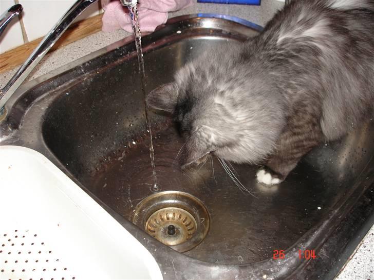 Maine Coon Taz (død) billede 16