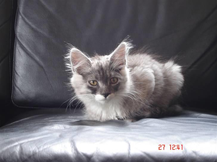 Maine Coon Taz (død) billede 17