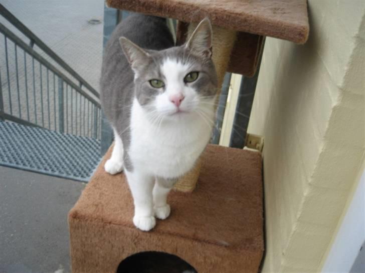 Huskat shorty billede 1