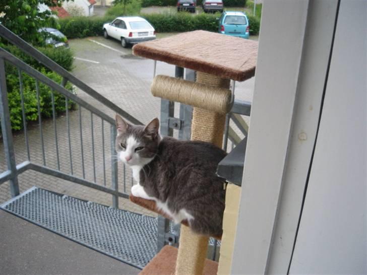 Huskat shorty billede 2