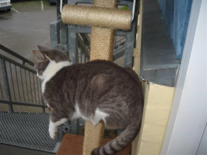 Huskat shorty billede 3