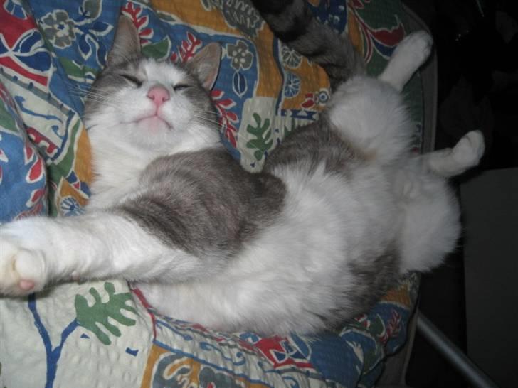 Huskat shorty billede 4