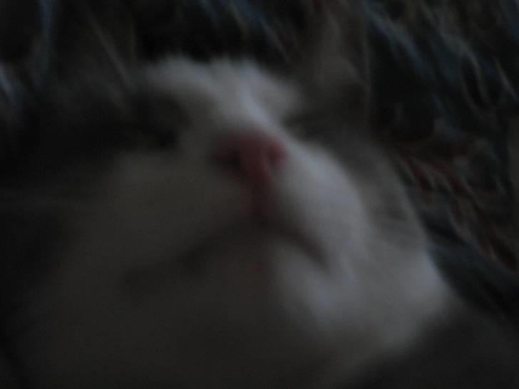 Huskat shorty billede 5