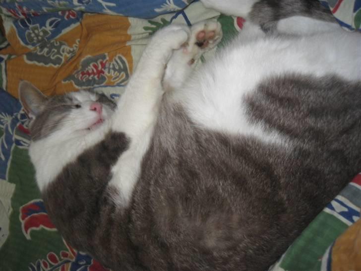 Huskat shorty billede 6