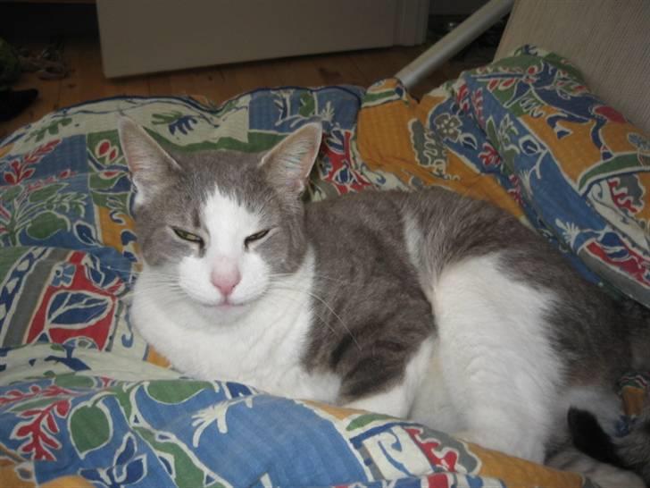 Huskat shorty billede 7