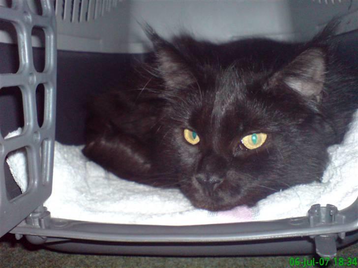 Maine Coon Chilli - Her ligger hun på en af sine favorit pladser.... Transportkassen... billede 6