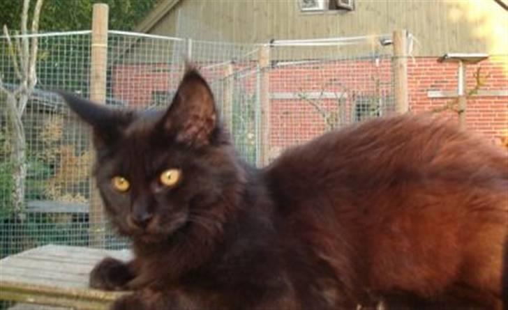 Maine Coon Chilli - Chilli som killing... billede 7