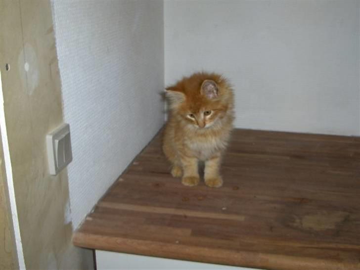 Maine Coon Victor - Victor som killing... billede 7