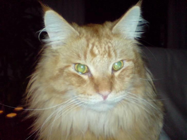 Maine Coon Victor - Victor når han er bedst... billede 8