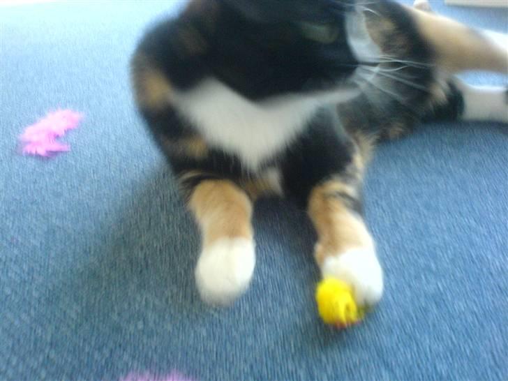 Huskat Tulle - den står på lidt motion siger de ? billede 6