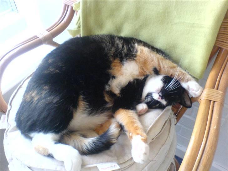 Huskat Tulle - det er mit bedste dase sted. billede 7