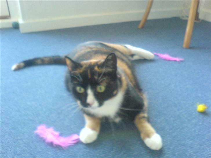 Huskat Tulle - og igen lidt motion.... billede 8