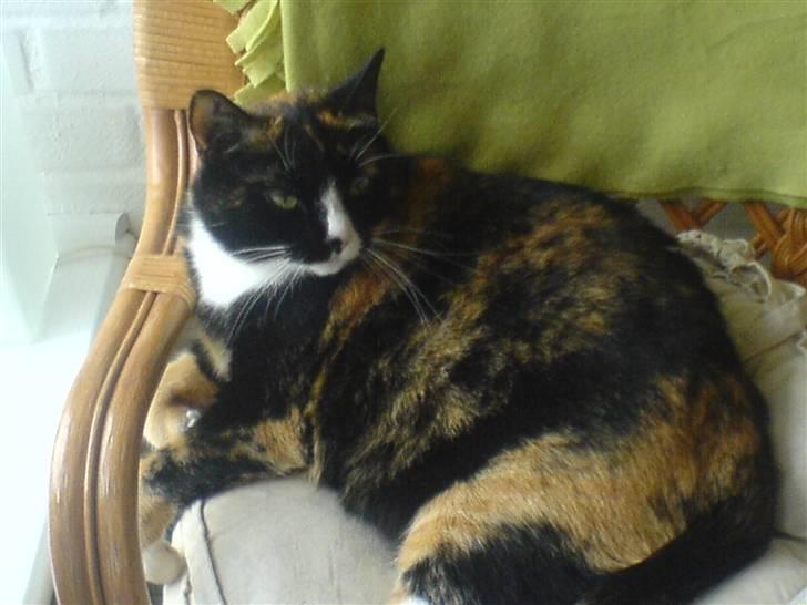 Huskat Tulle - og lige en lang pause. billede 9