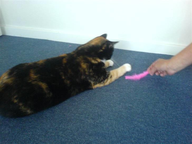 Huskat Tulle - og nu den pinkfarvede fjer igen.. billede 10