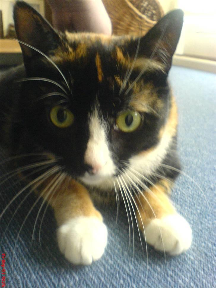 Huskat Tulle - det er s.u noget sjovt noget det hele men der siges det handler om et galleri.....og katte ? billede 11