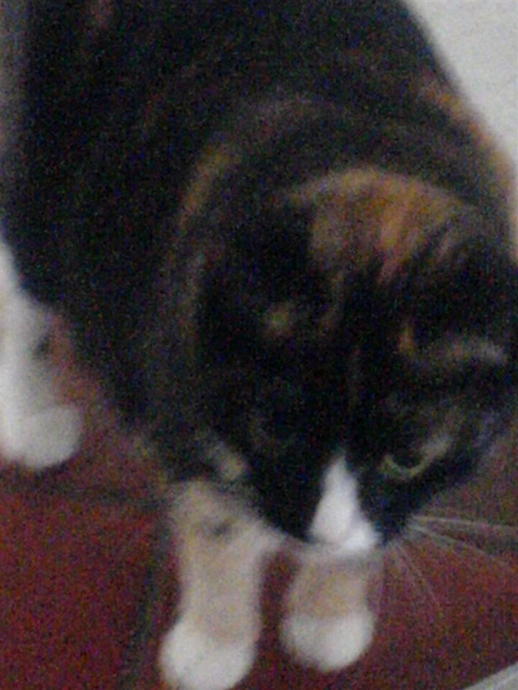 Huskat Tulle - jeg prøver lige om jeg kan liste af.. billede 12