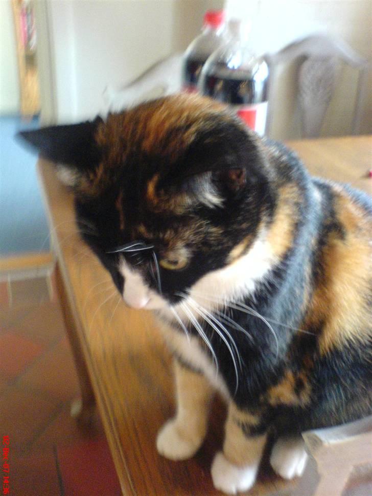 Huskat Tulle billede 13