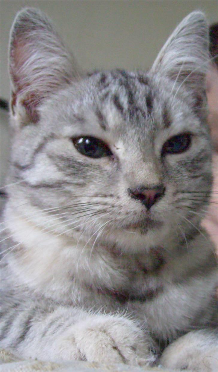 Huskat Trunte billede 1