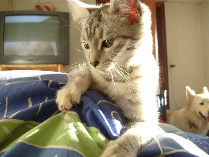 Huskat Trunte billede 2