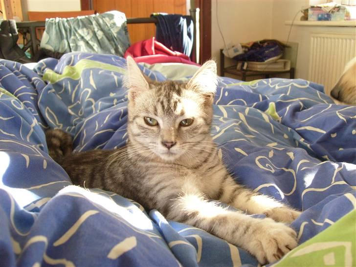 Huskat Trunte billede 3