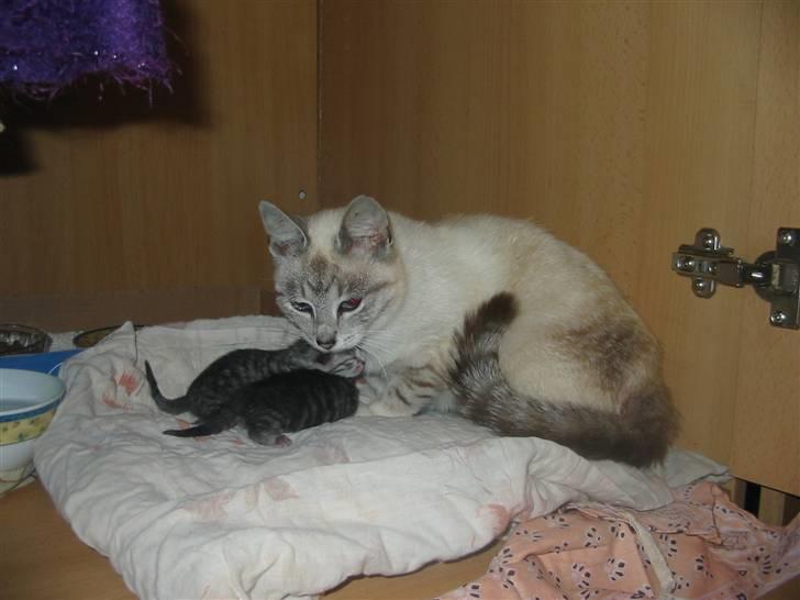 Huskat Trunte billede 4