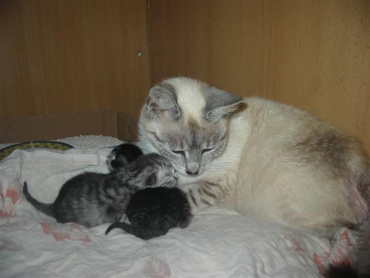 Huskat Trunte billede 5