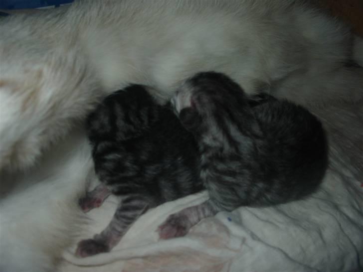 Huskat Trunte billede 6