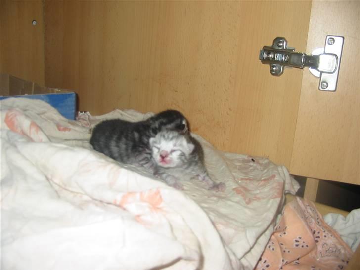 Huskat Trunte billede 7