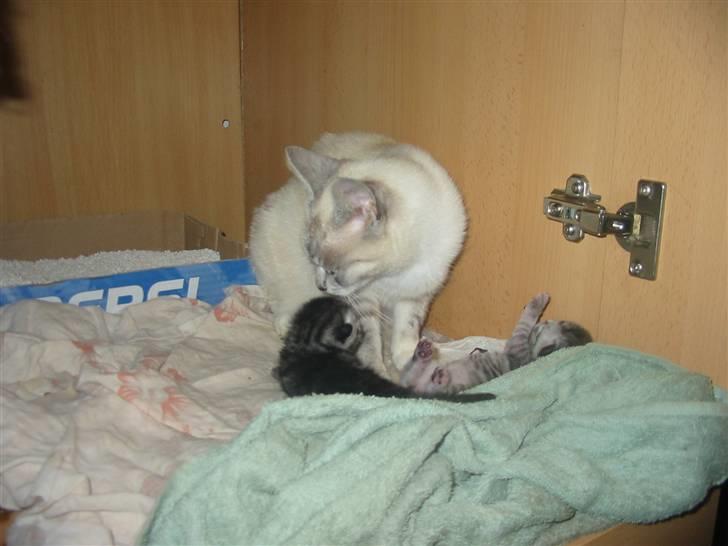 Huskat Trunte billede 8