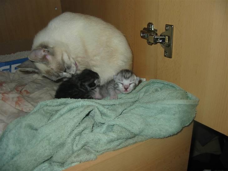 Huskat Trunte billede 9