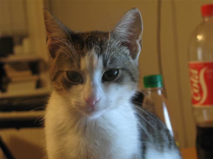 Blanding af racer Juni - RIP billede 1