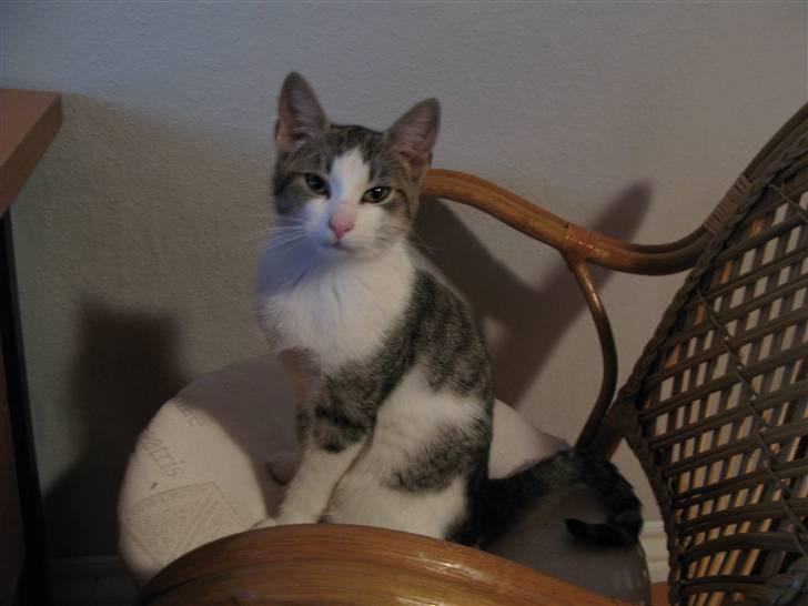 Blanding af racer Juni - RIP billede 2