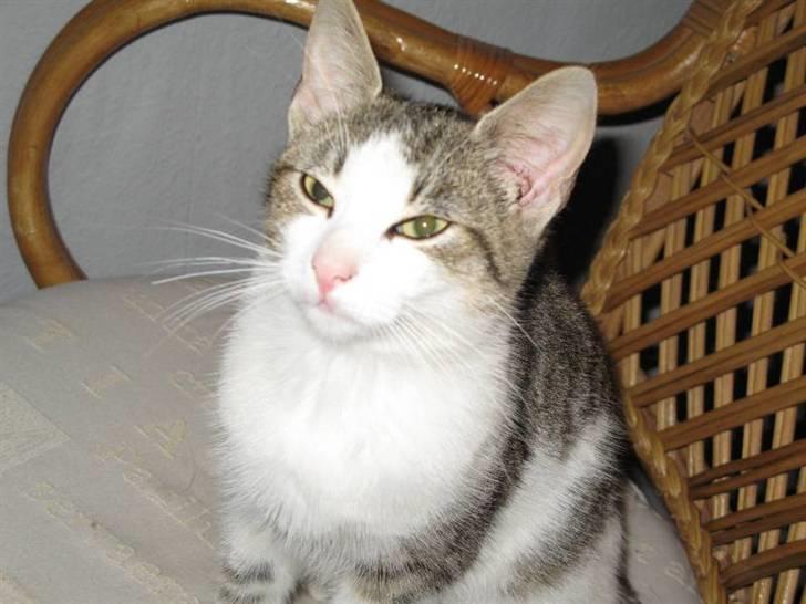 Blanding af racer Juni - RIP billede 3